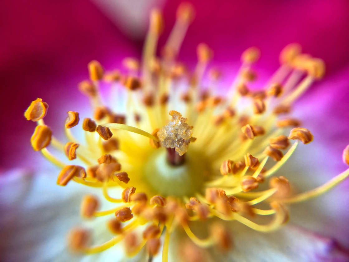 flower macro photography