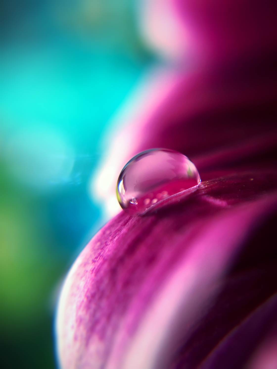 Eye Petals - Creative Macro Wallpaper