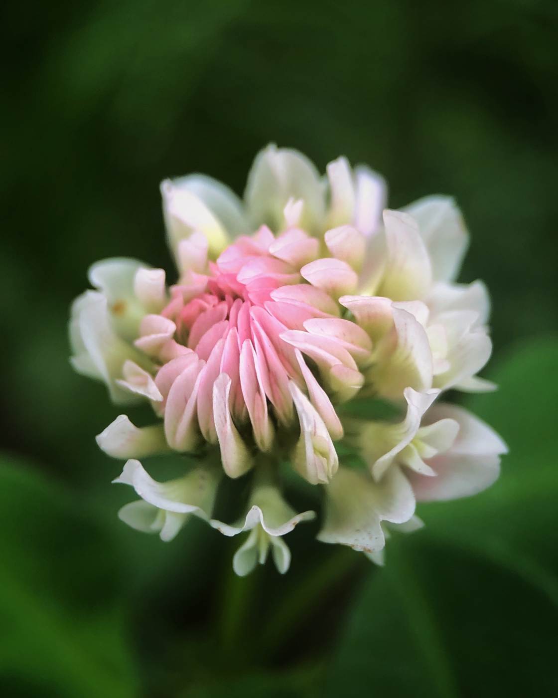 fotografía macro de la naturaleza