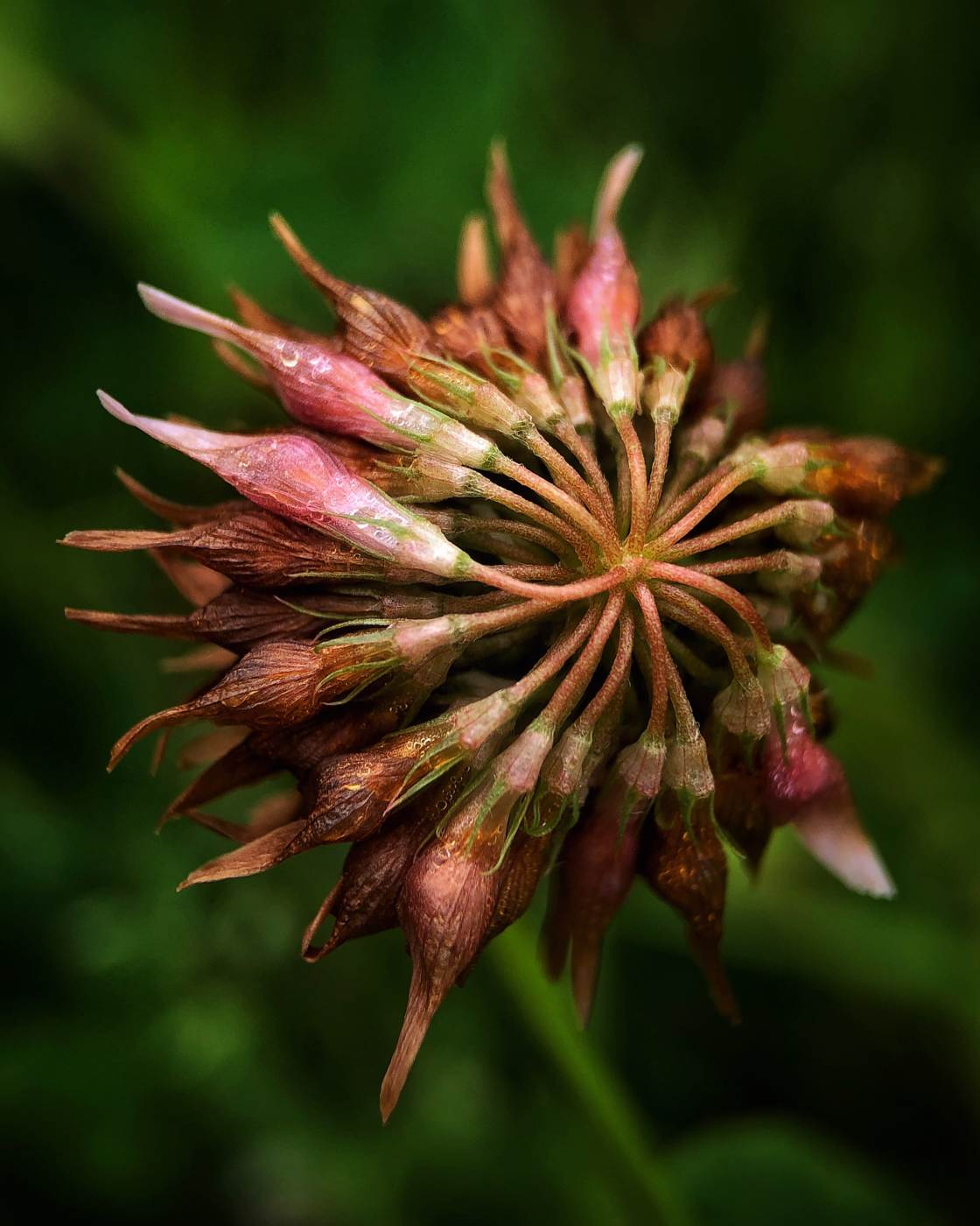 fotografía macro de la naturaleza