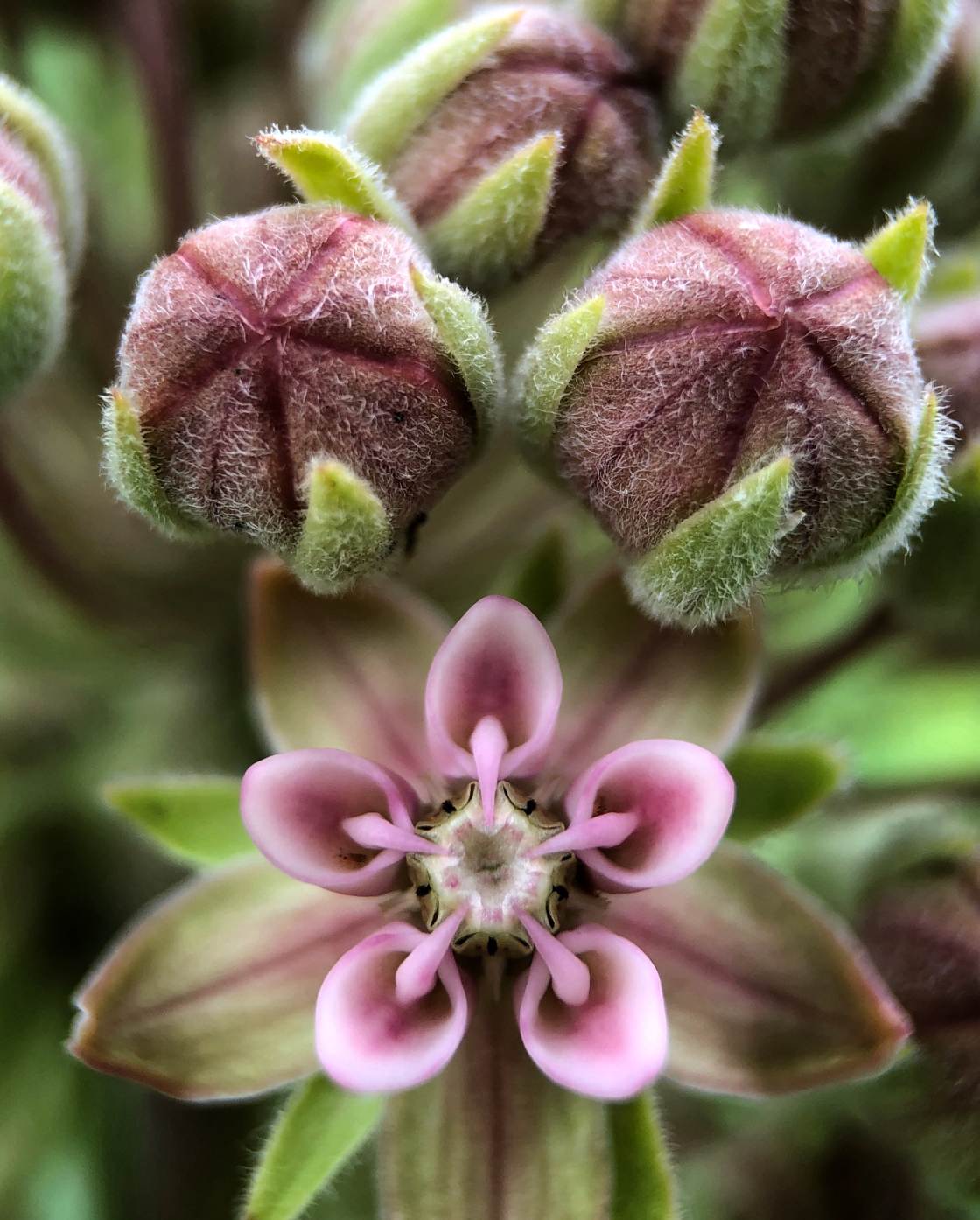 fotografía macro de la naturaleza