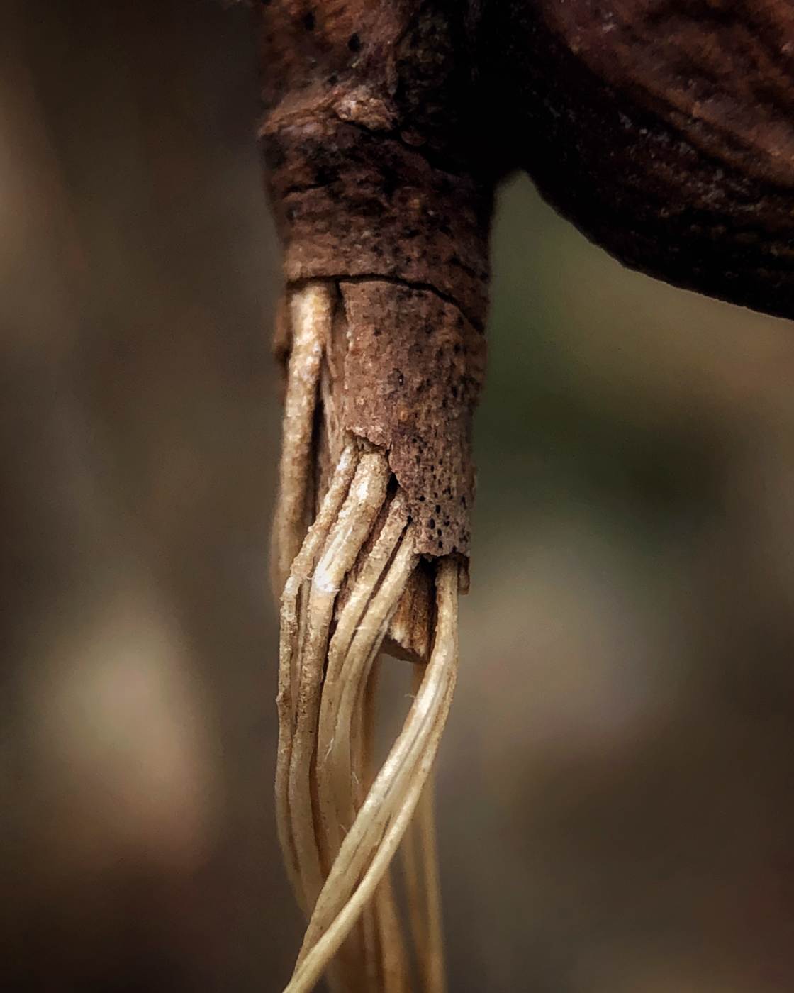 fotografía macro de la naturaleza