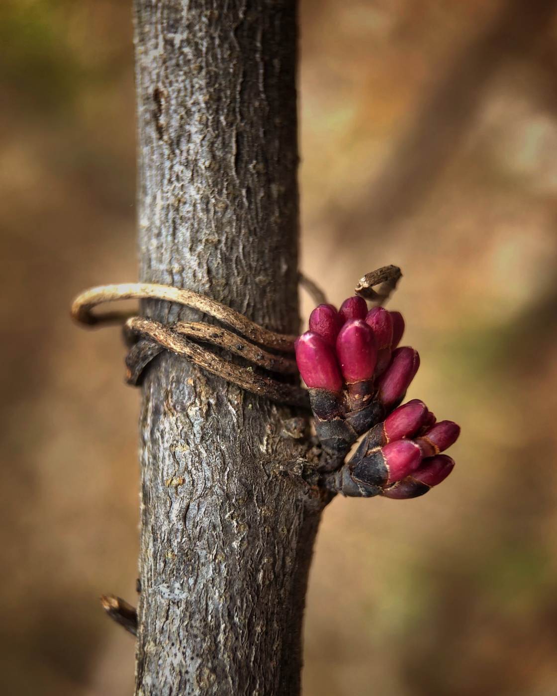 nature macro photography