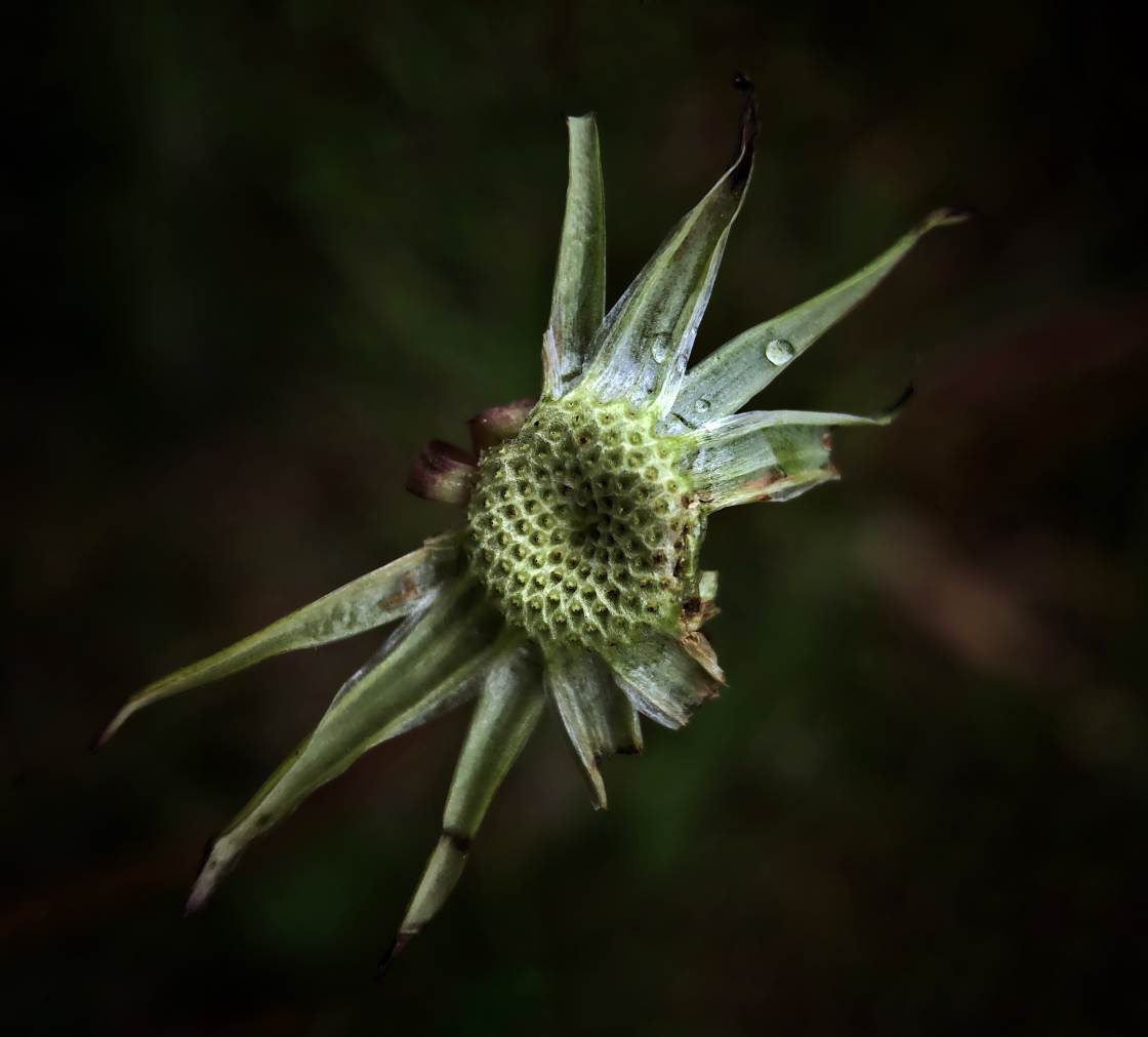 fotografía macro de la naturaleza