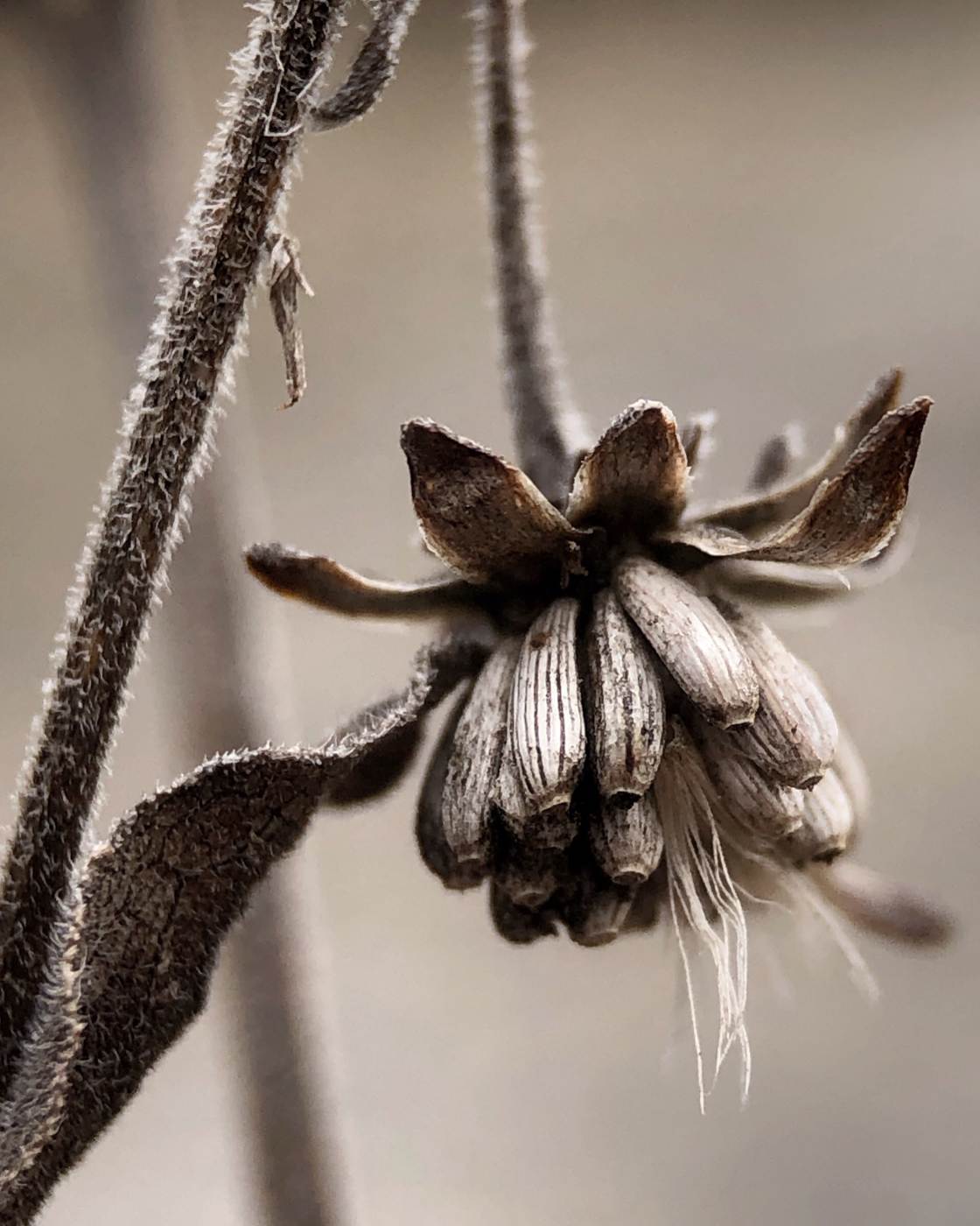 fotografía macro de la naturaleza