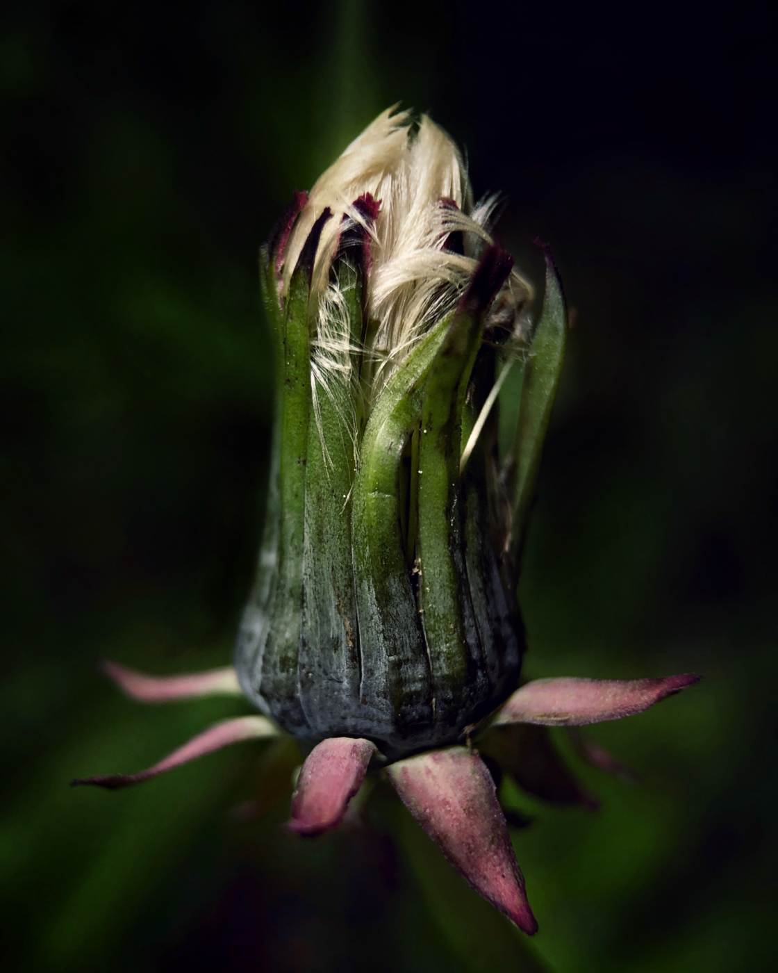 fotografía macro de la naturaleza