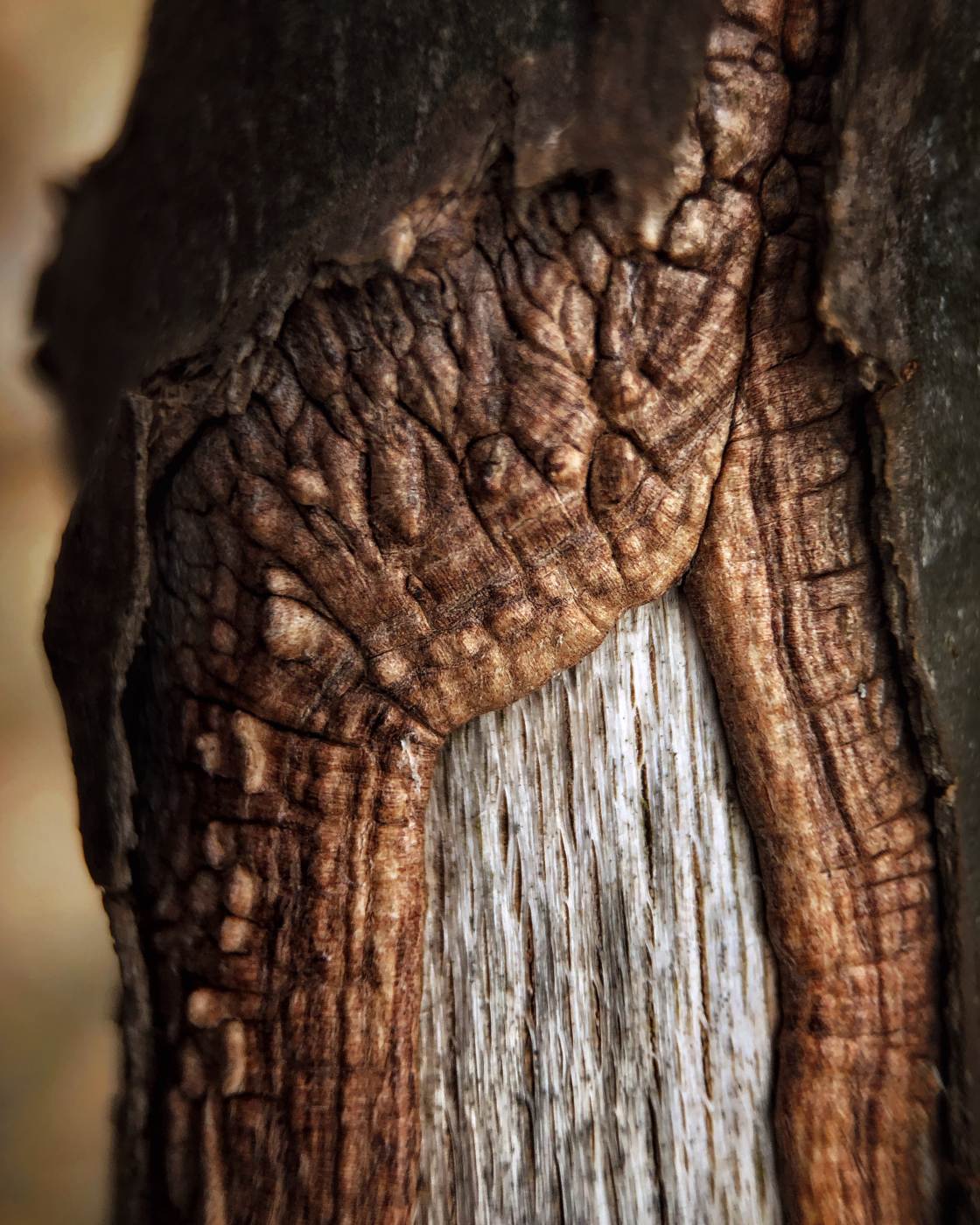 fotografía macro de la naturaleza