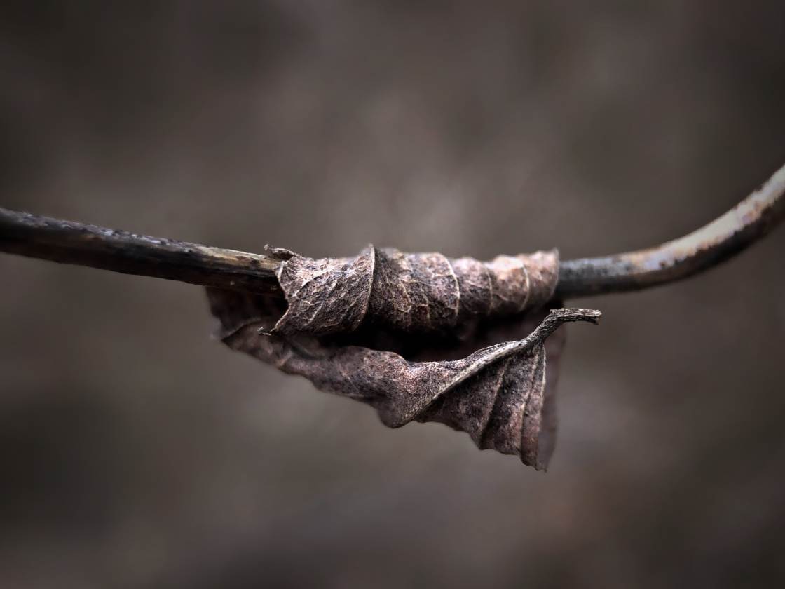 fotografía macro de la naturaleza