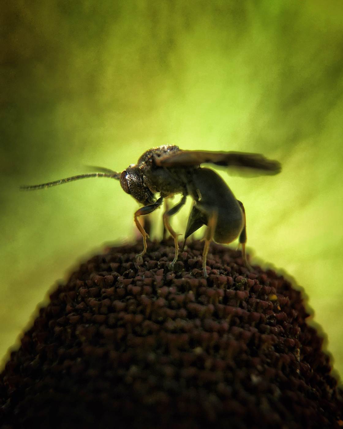 fotografía macro de la naturaleza