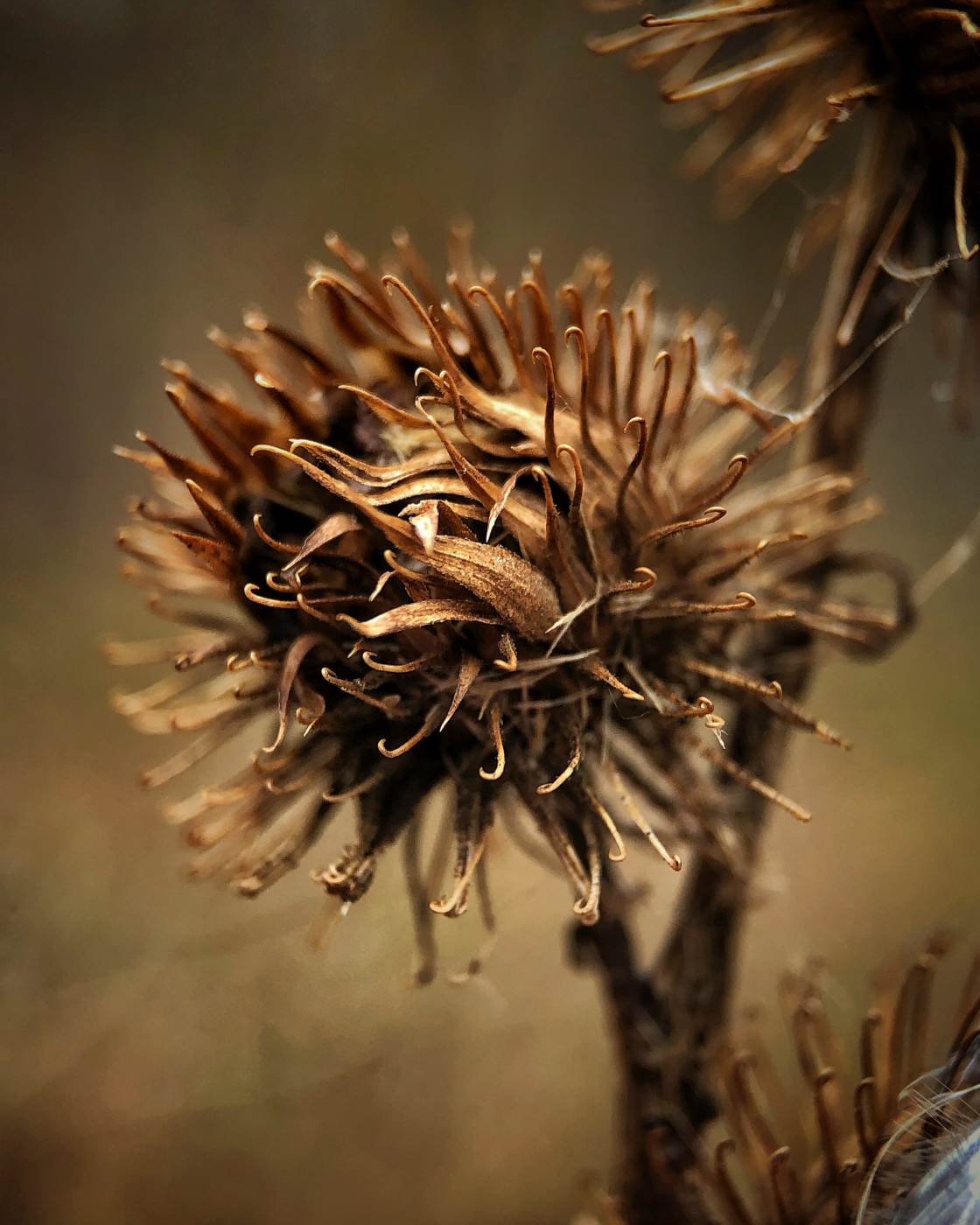 fotografía macro de la naturaleza