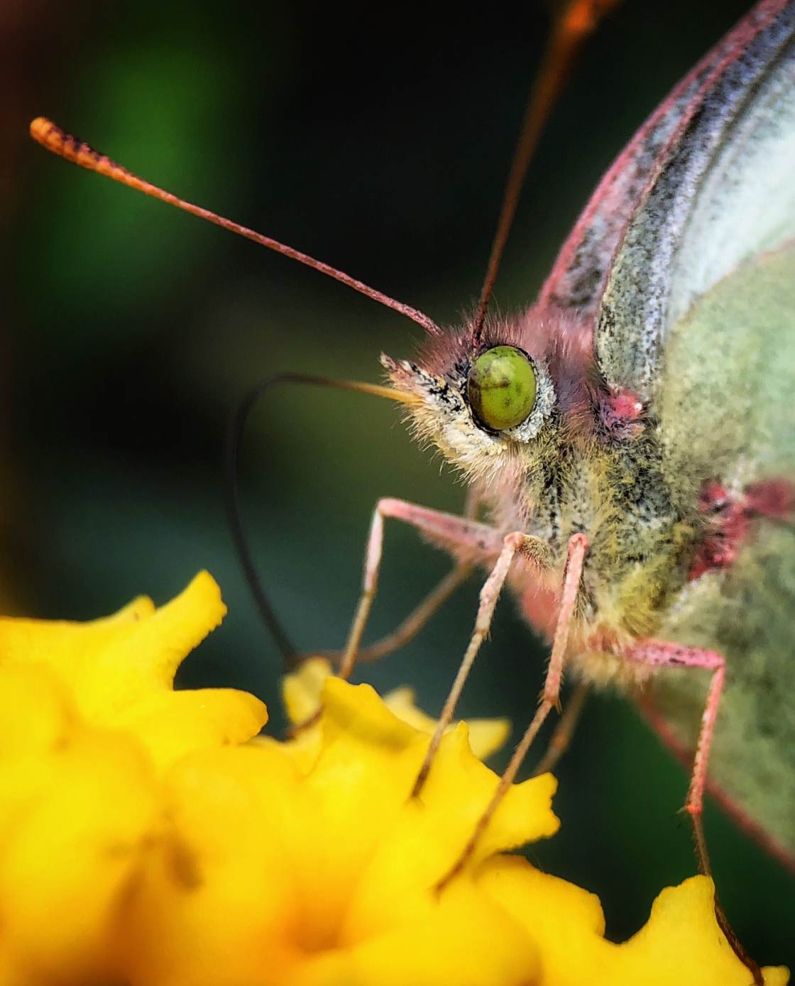 fotografía macro de la naturaleza