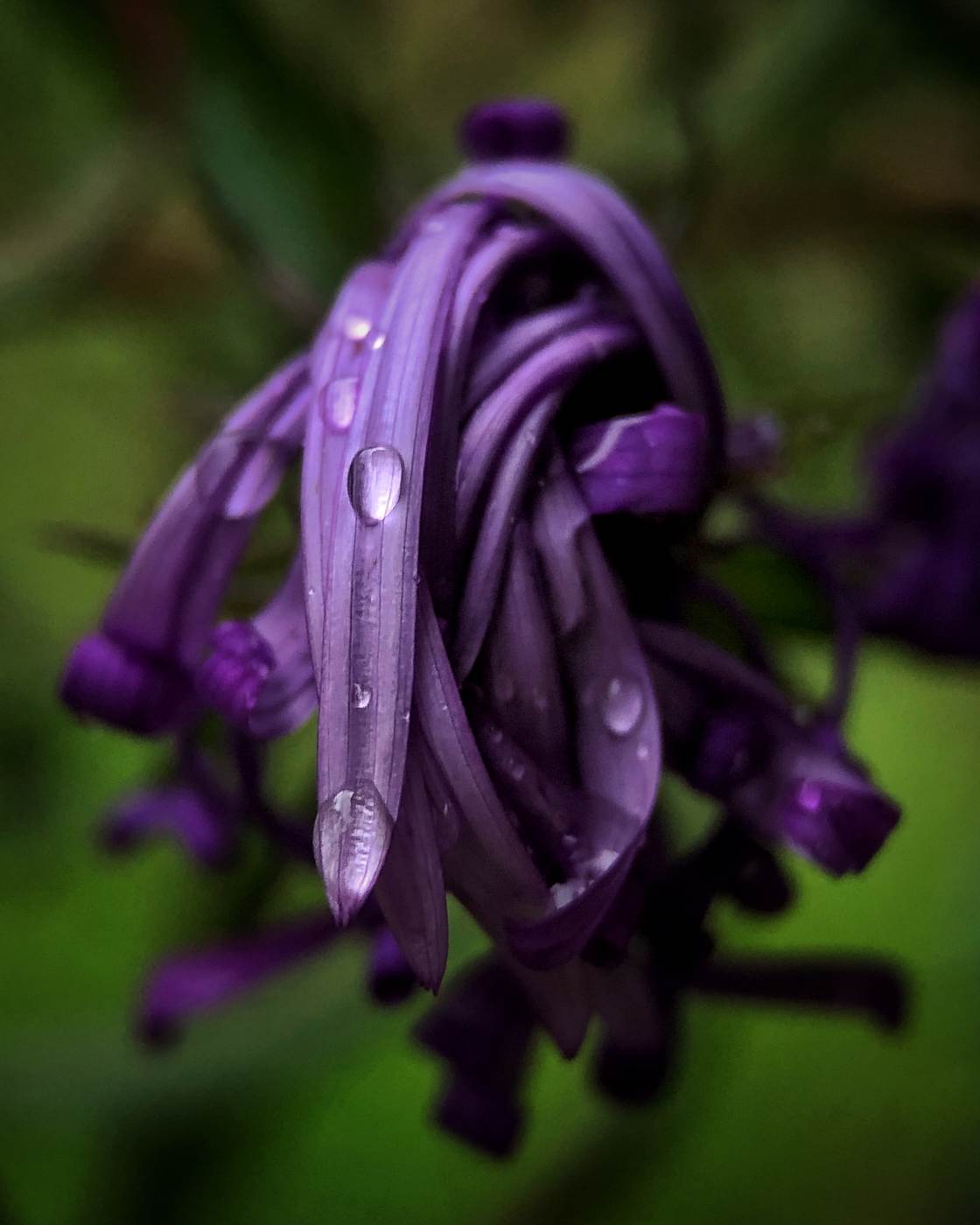 fotografía macro de la naturaleza