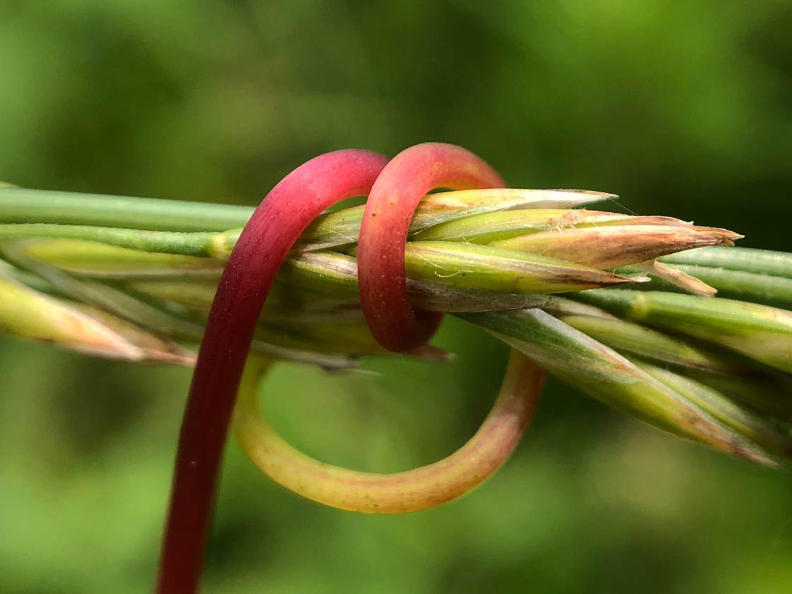 fotografía macro de la naturaleza