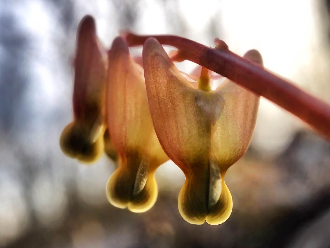 fotografía macro de la naturaleza