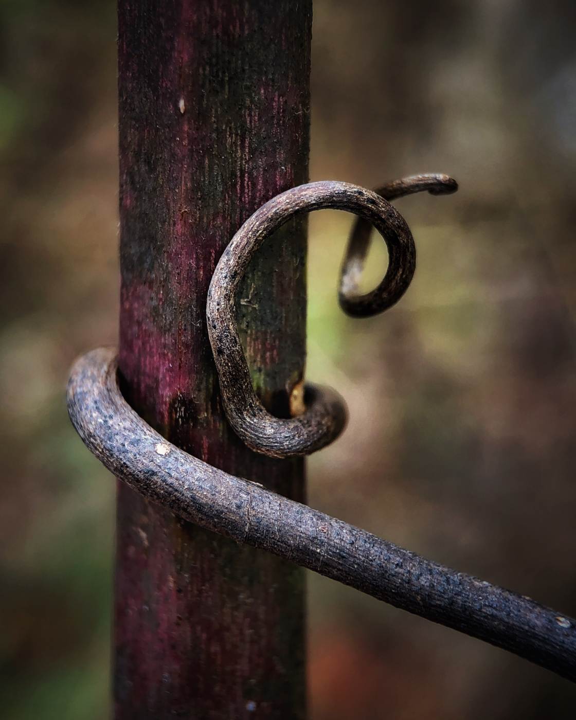 fotografía macro de la naturaleza