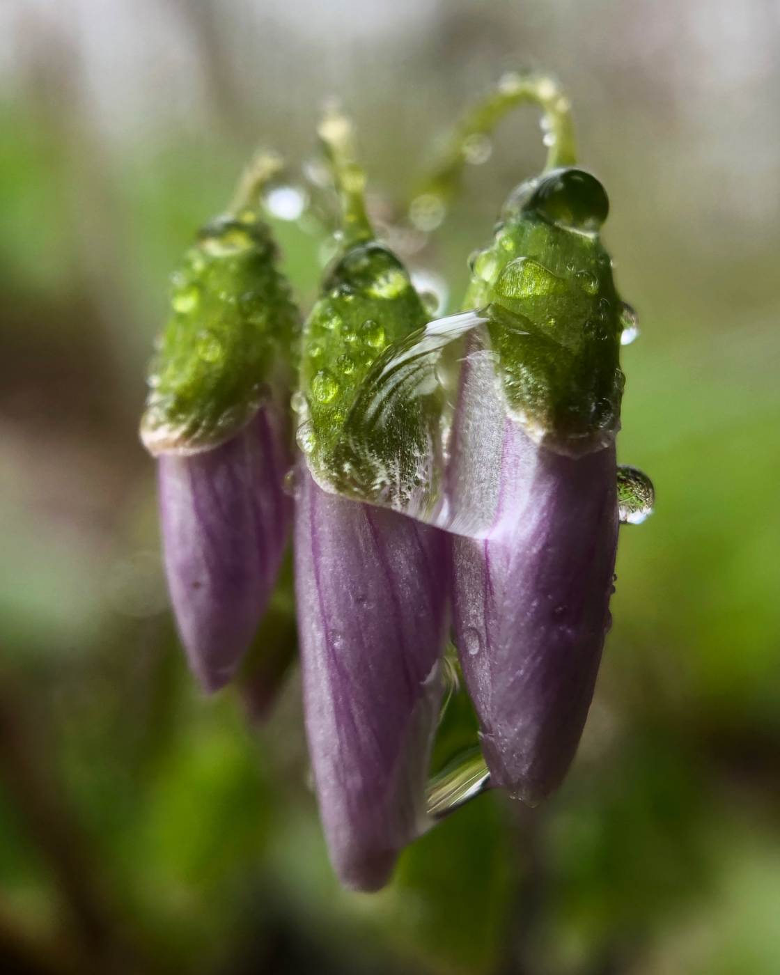 nature macro photography no script