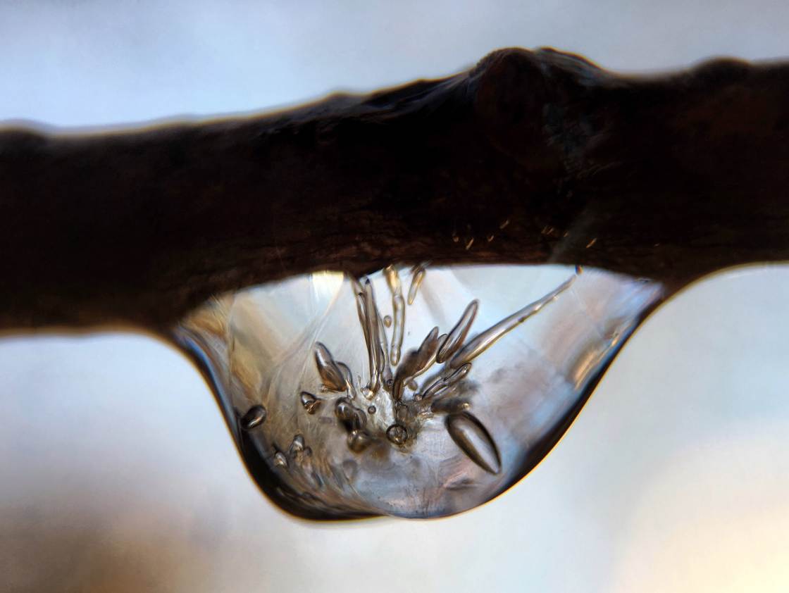 fotografía macro de la naturaleza