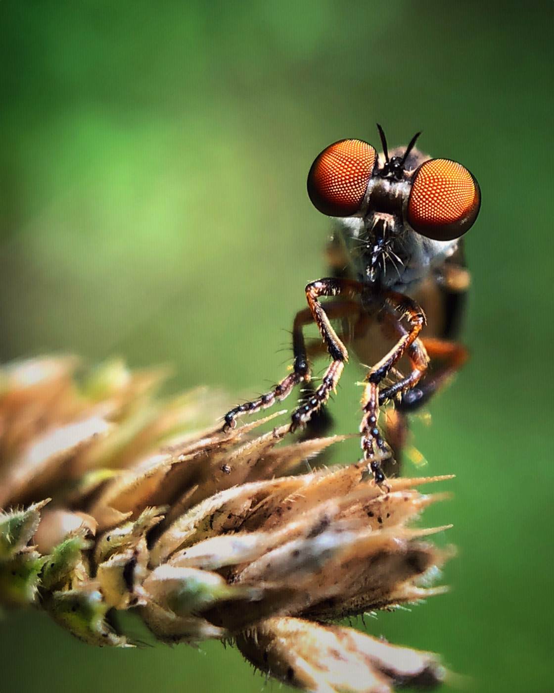 fotografía macro de la naturaleza