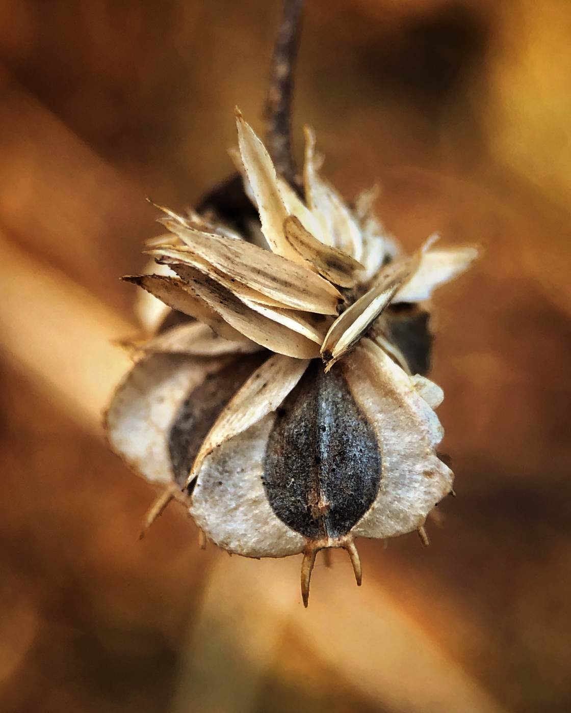 fotografía macro de la naturaleza