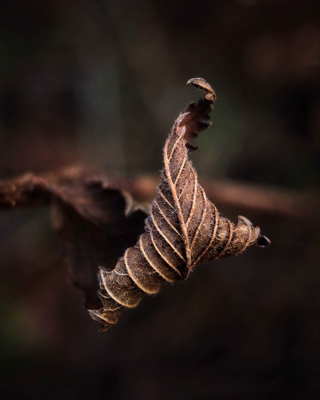 fotografía macro de la naturaleza