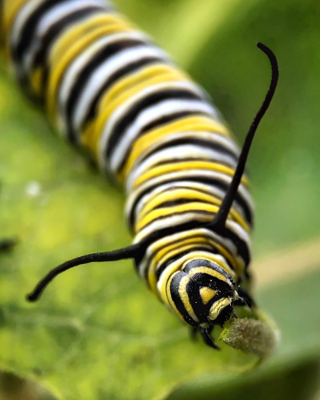 fotografía macro de la naturaleza