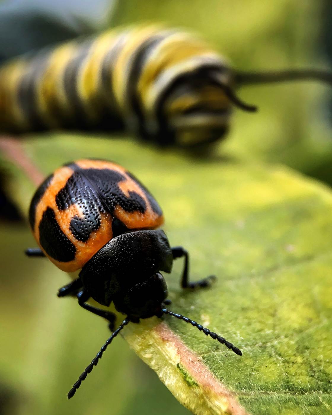 fotografía macro de la naturaleza