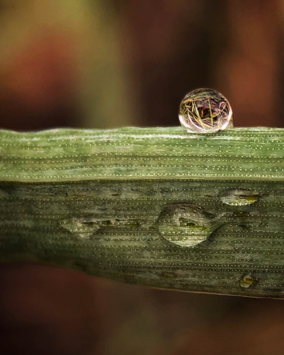 nature macro photography no script