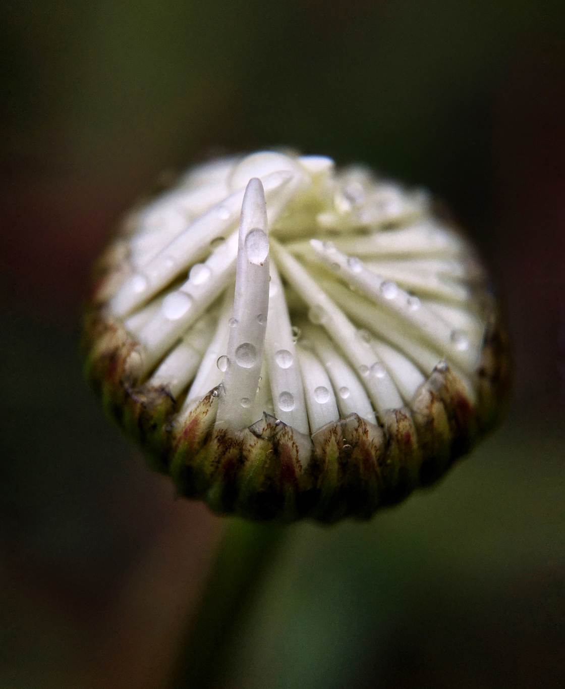 fotografía macro de la naturaleza