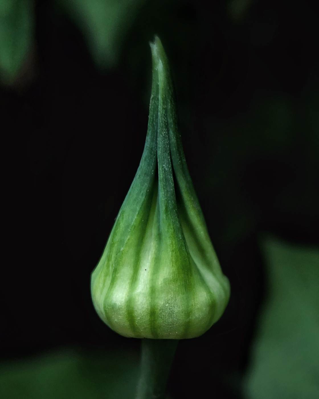 fotografía macro de la naturaleza