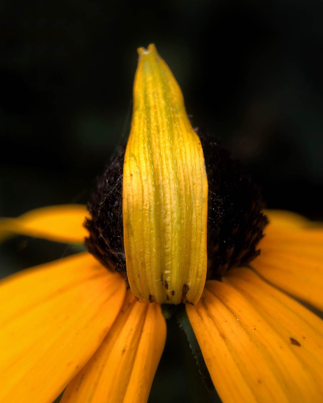 fotografía macro de la naturaleza