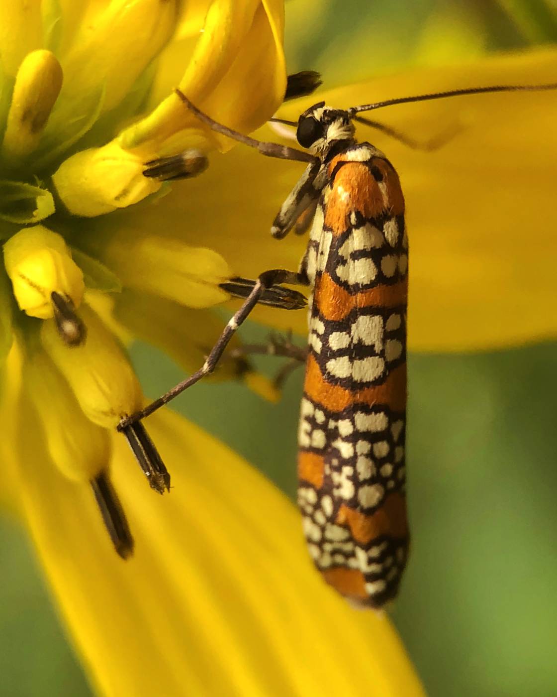 nature macro photography