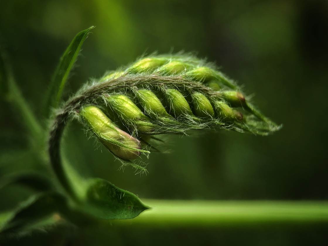 fotografía macro de la naturaleza