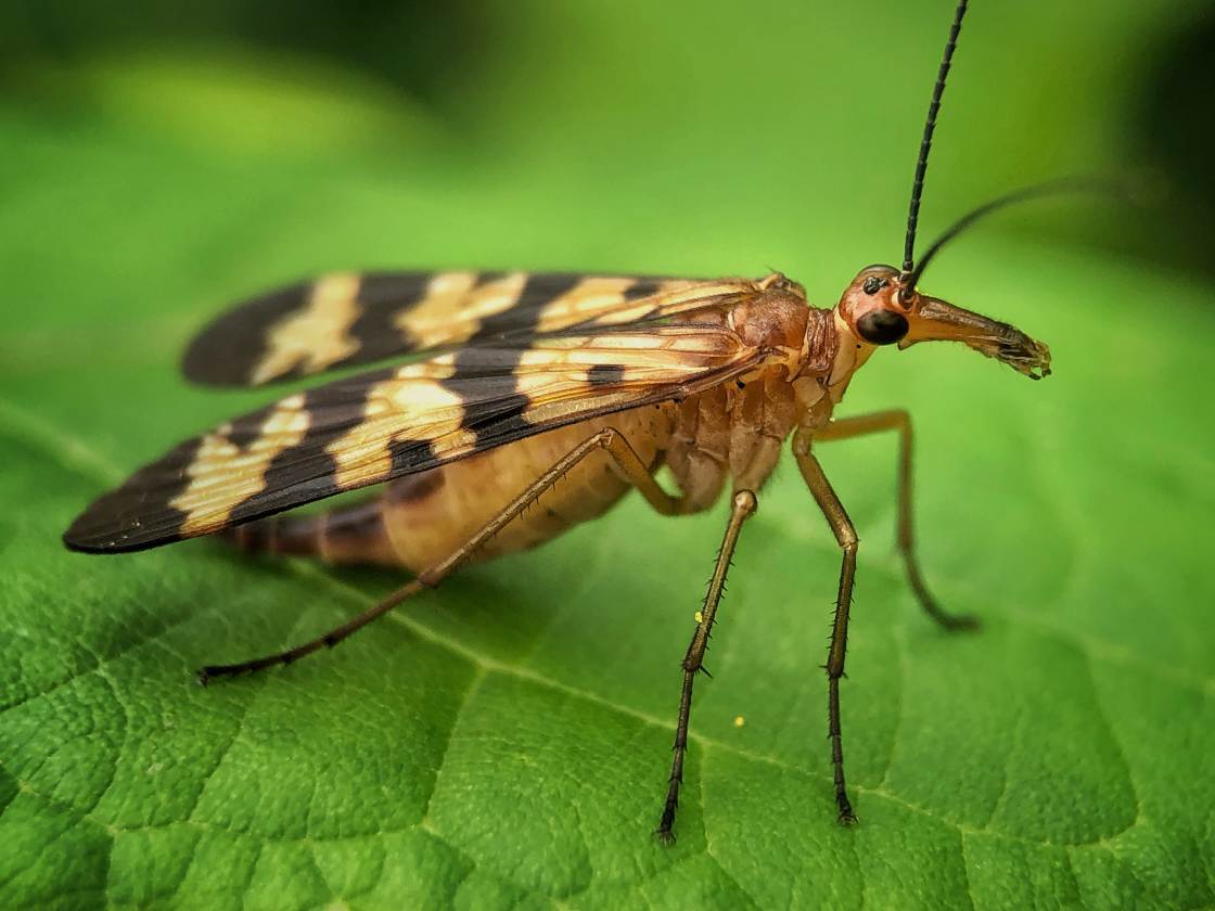 fotografía macro de la naturaleza