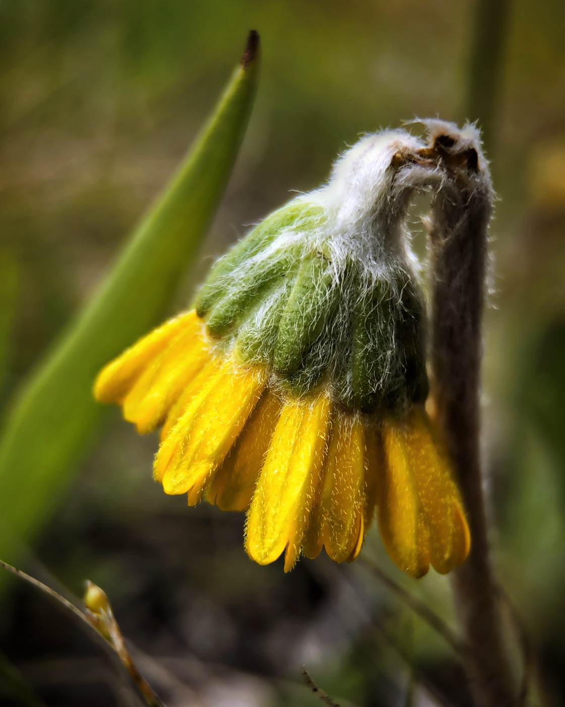 fotografía macro de la naturaleza