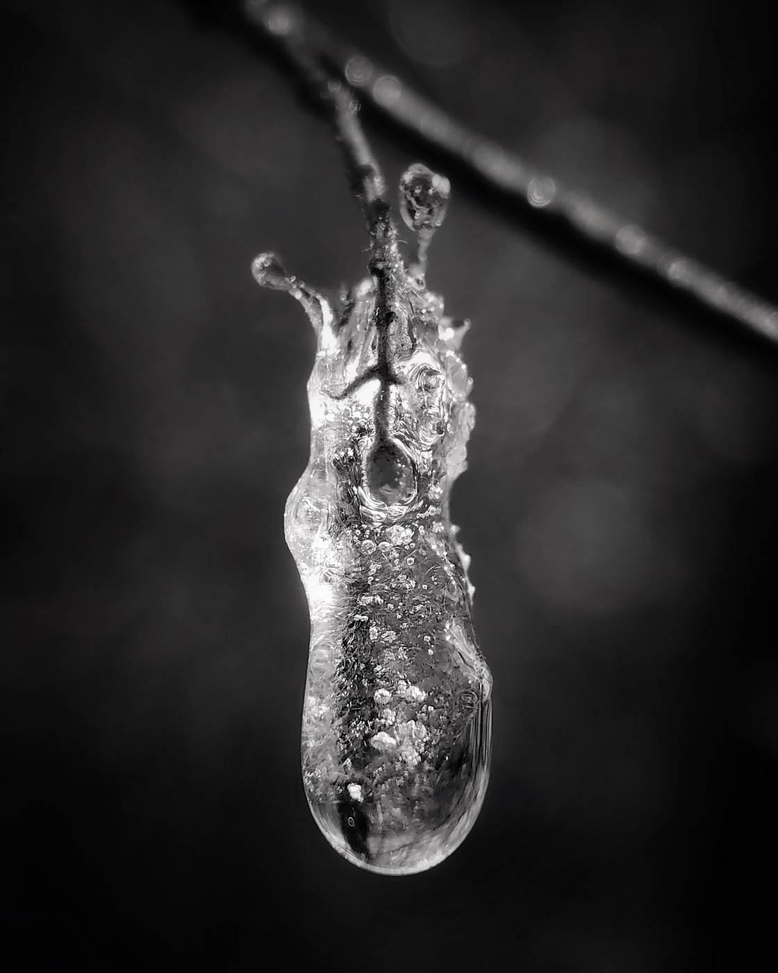 fotografía macro de la naturaleza