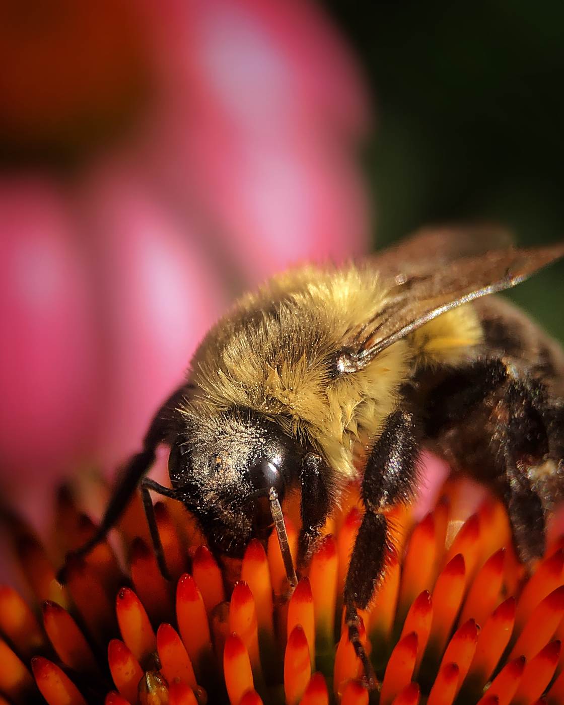 fotografía macro de la naturaleza