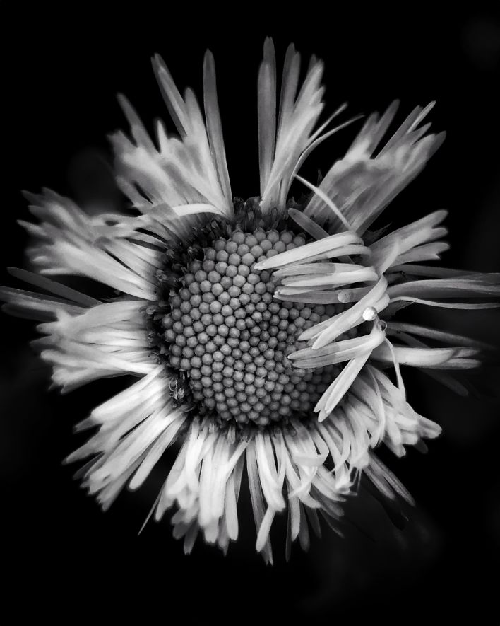 8 Tips For Fascinating Nature Macro Photography On iPhone