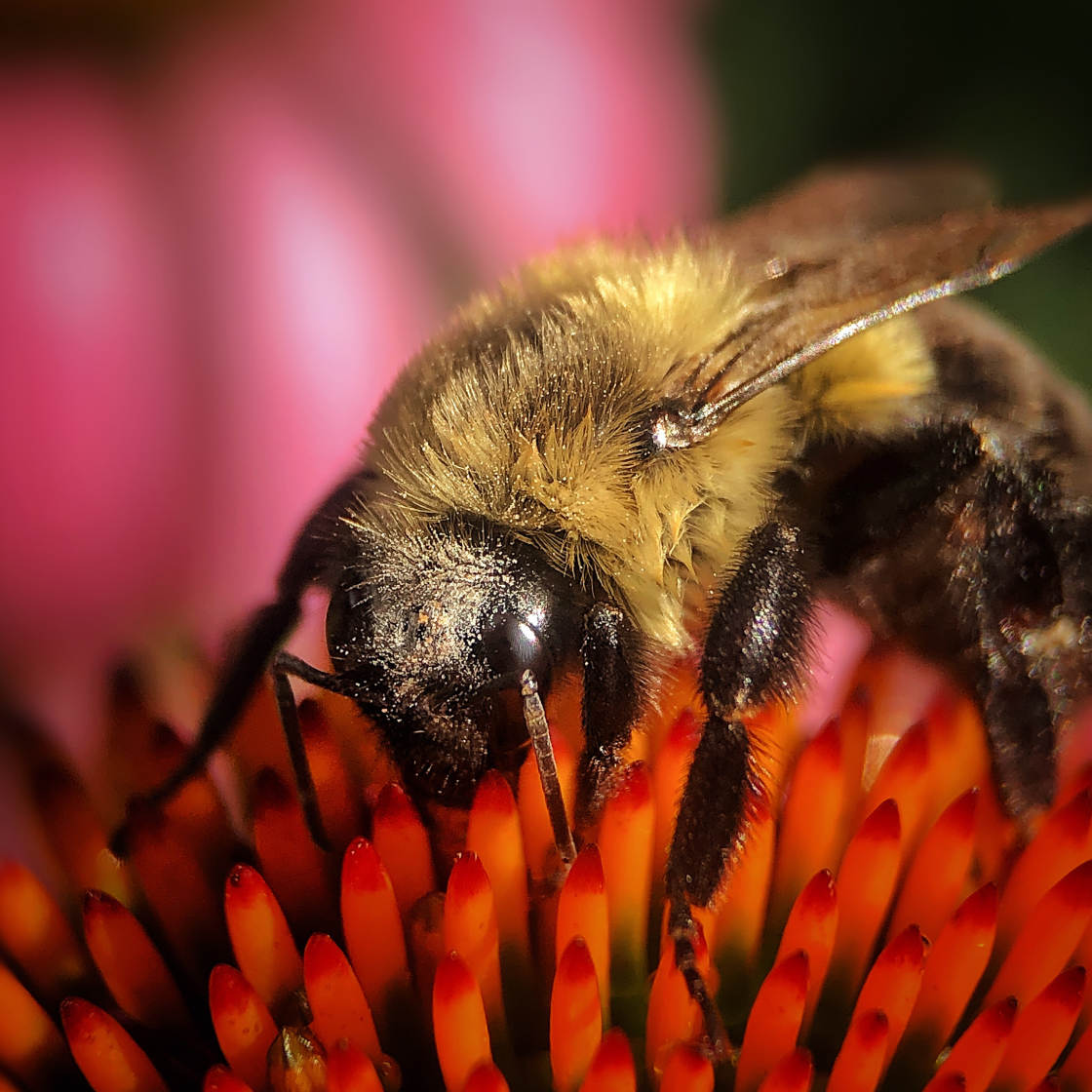 fotografía macro de la naturaleza