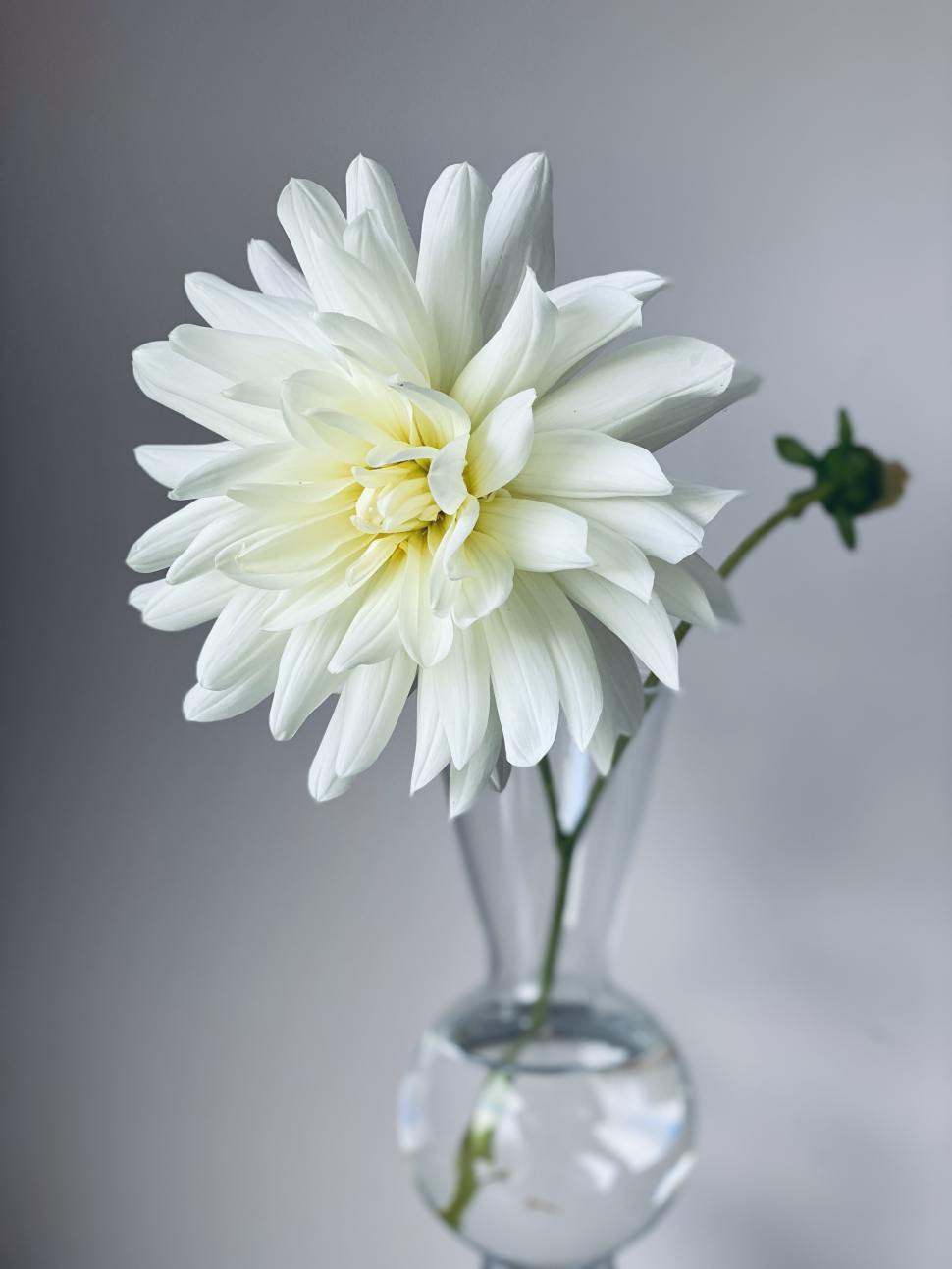 How To Blur Background In Your iPhone Photos The Ultimate Guide