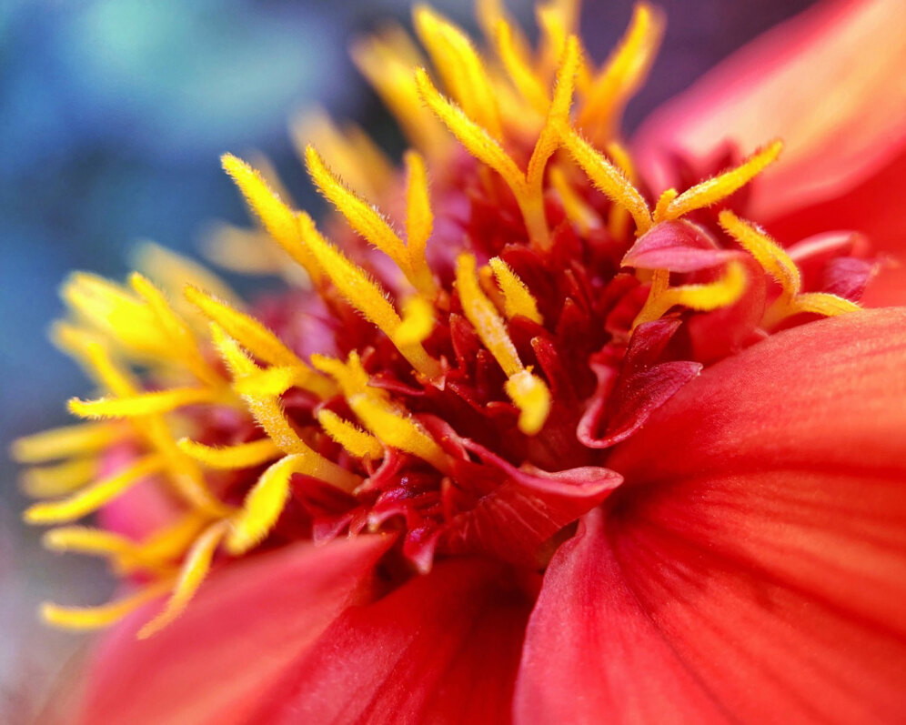 11 Tips For Beautiful Flower Photography On IPhone