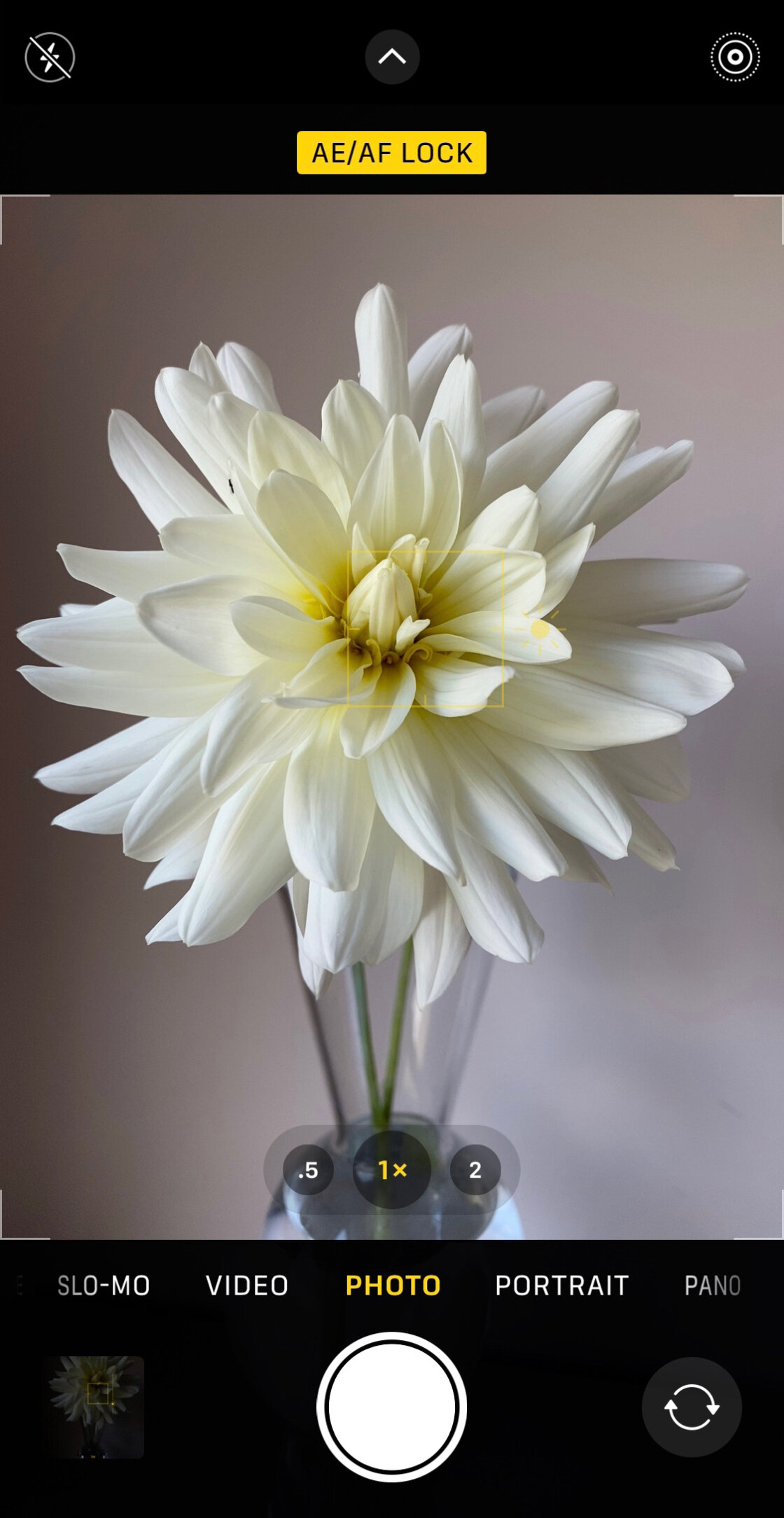 fotografía de flores