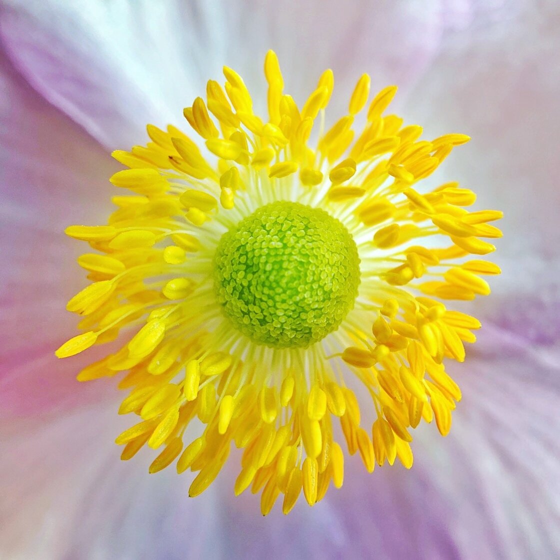 fotografía de flores