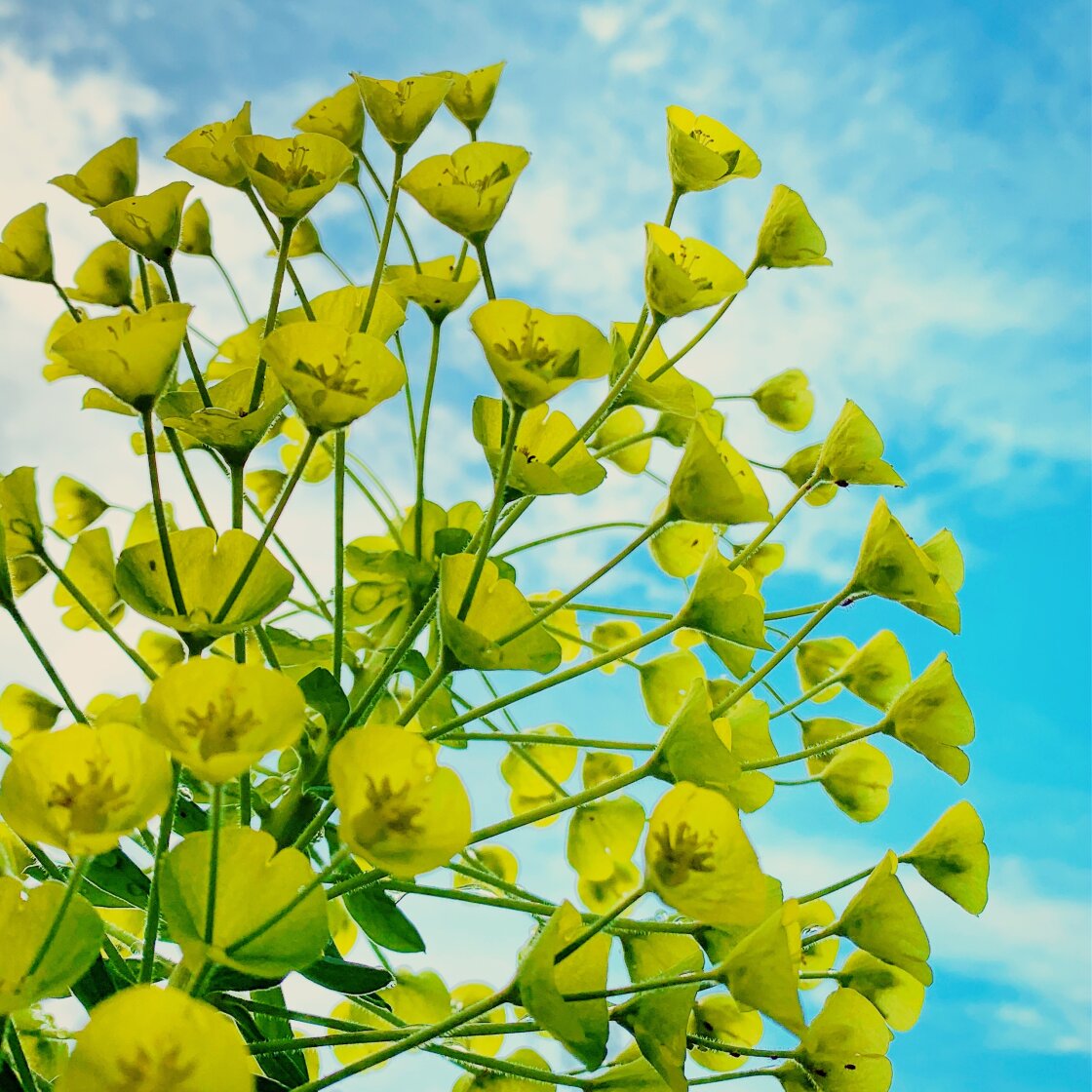 fotografía de flores