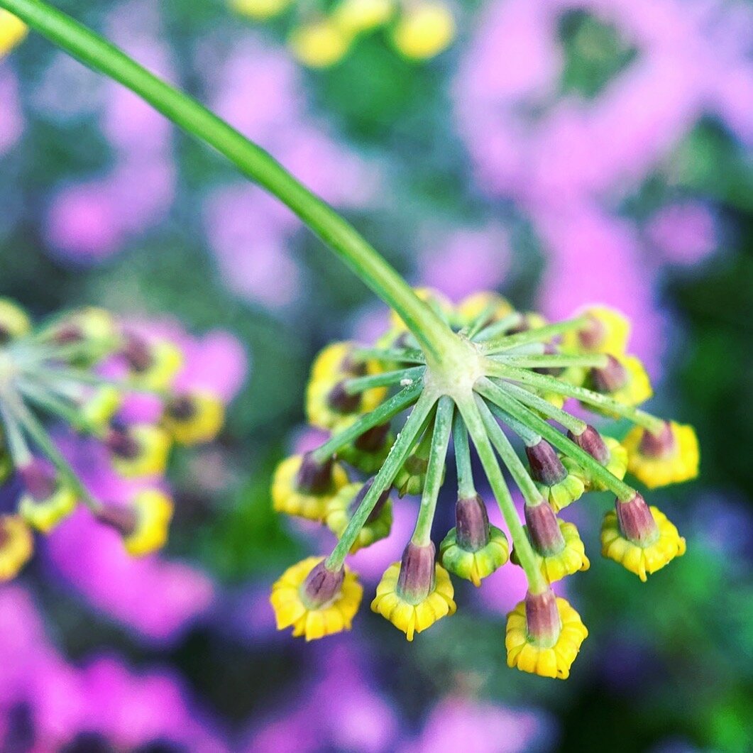 fotografía de flores