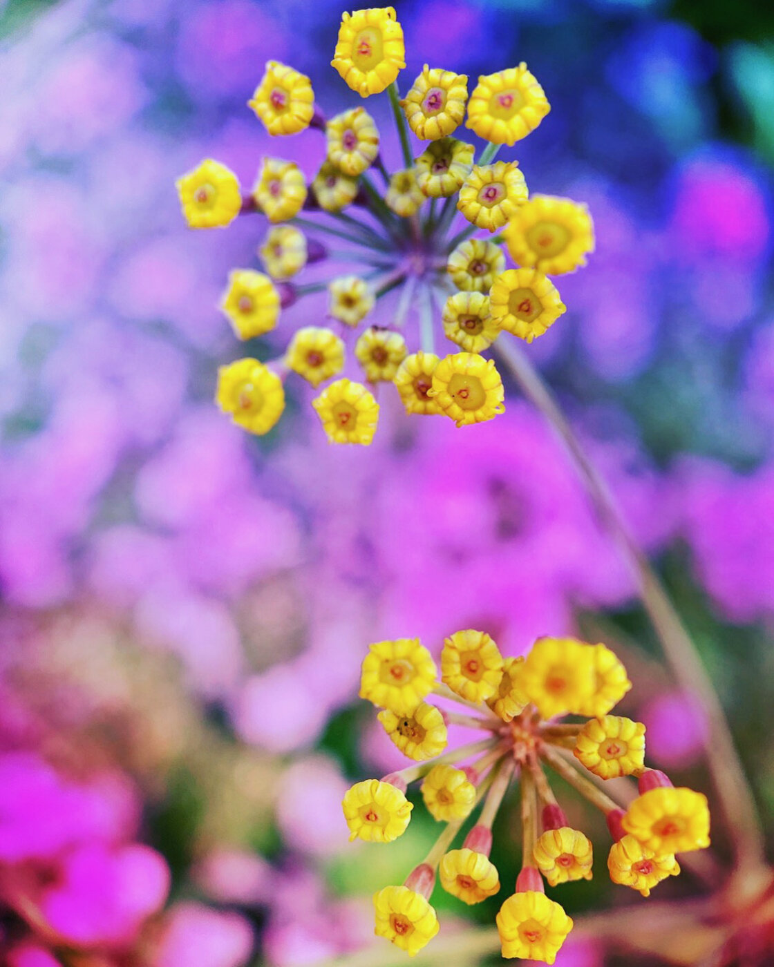 fotografía de flores