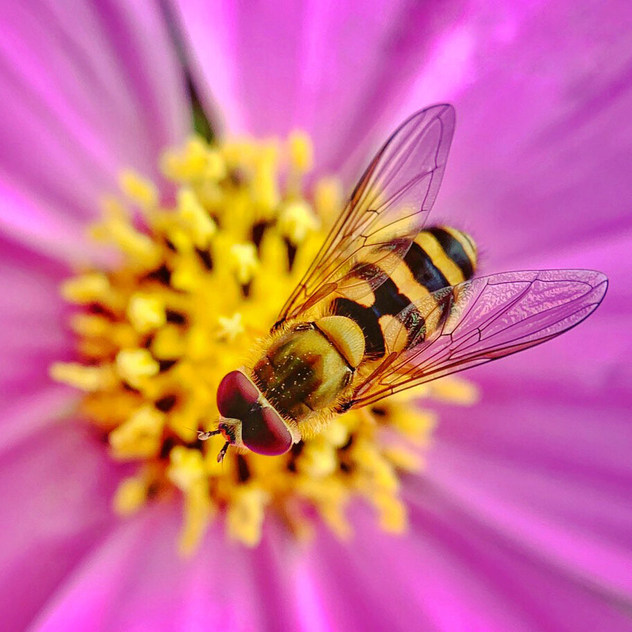 insect macro photography