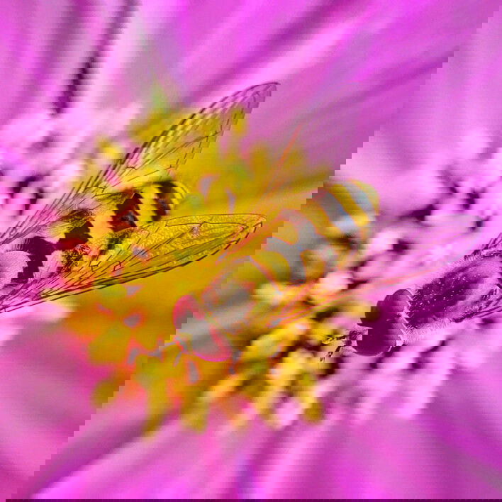 7 Tips For Incredible Insect Macro Photography On iPhone