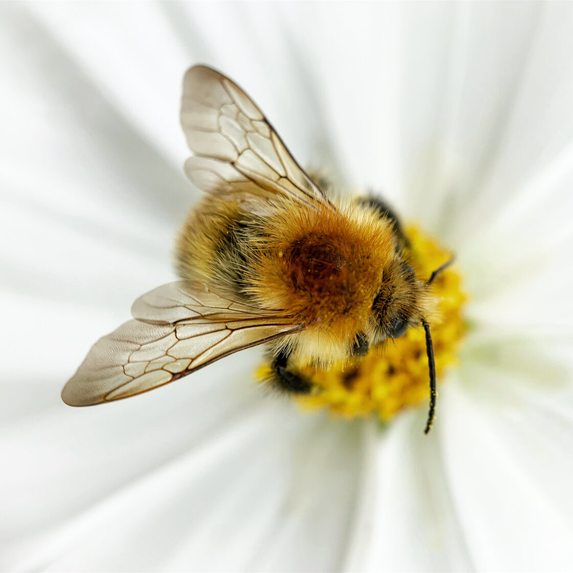 insect macro photography