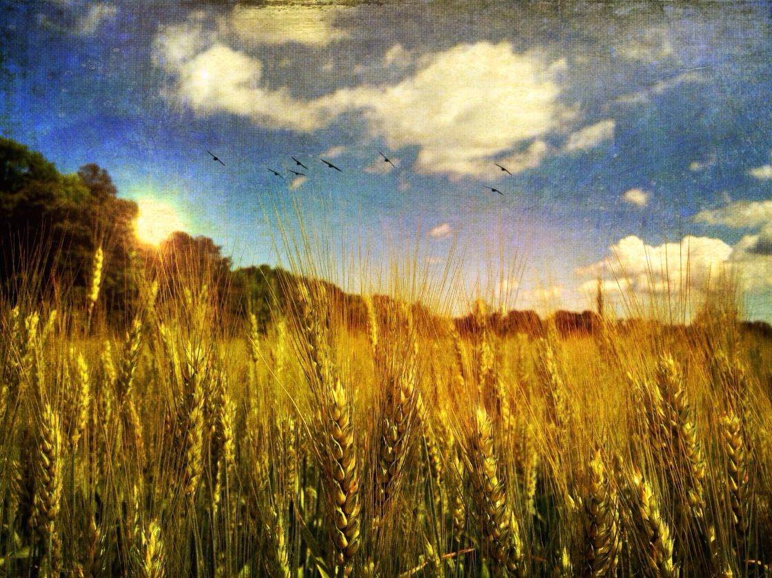 iPhone Summer Photo 5 no script