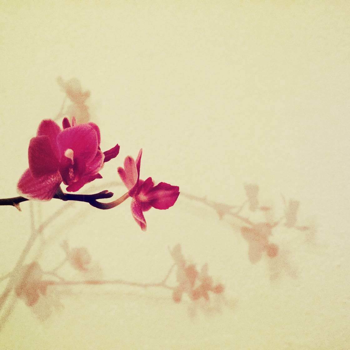 Home iPhone Photography 25 no script